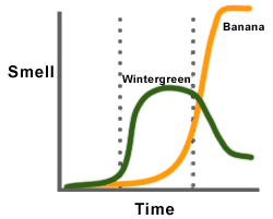 Graph of smell vs. time, showing wintergreen smell growth followed by its decay while banana smell grows to plateau.