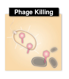Diagrams of sensing and phage killing.
