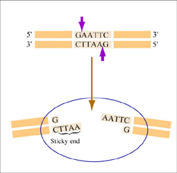 Diagram of the restriction endonuclease EcoRI.