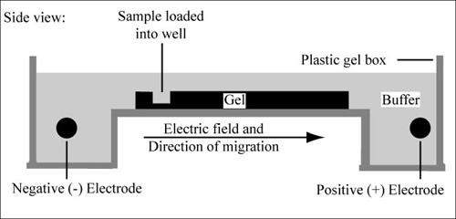 Diagram of agarose gel setup.