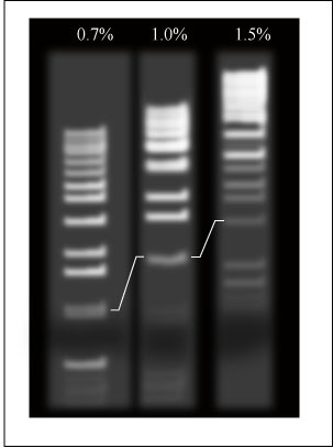DNA fragments resolved with three agarose concentrations at 0.7, 1.0 and 1.5%.