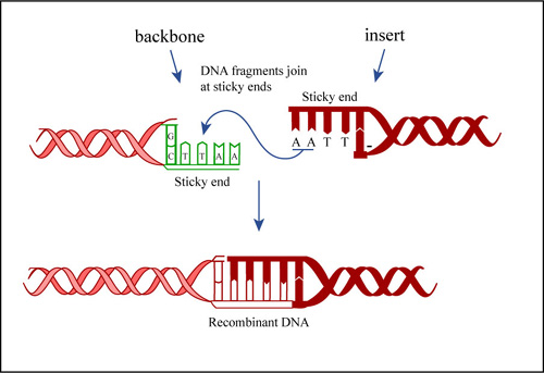 Diagram of DNA ligation.