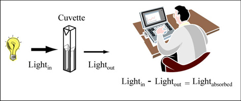 Diagram of spectrophotometry process to measure absorbance.