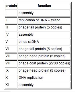 M13 protein functions table.
