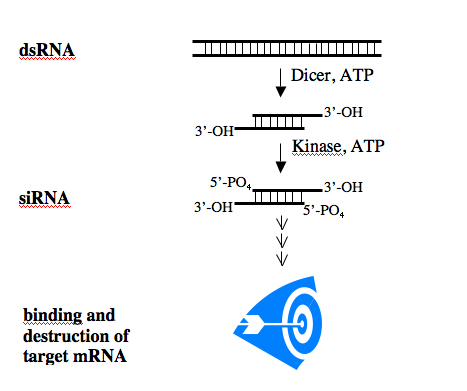 RNA Processing.