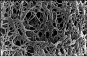 A photo showing mesh of filaments.