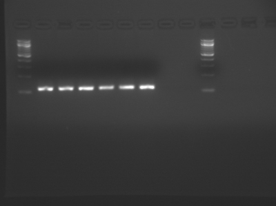 Photo of electrophoresis gel with ladders of individual lines in lanes 1 and 10, and a bright single line in lanes 2 through 7.