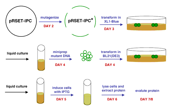Schematic of production process for mutant IPC protein.