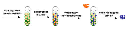 Process schematic diagram for affinity separation, showing four steps: coat agarose beads with Ni2+; add protein mixture; wash away non-His proteins; and elute His-tagged protein.