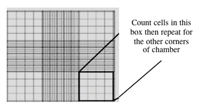 Diagram pointing out the corner location of the hemocytometer slide.