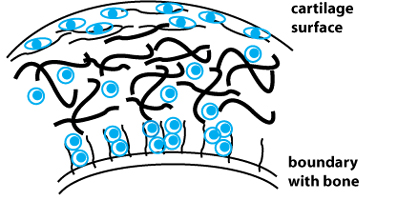 Schematic diagram of cartilage tissue.
