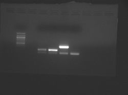 Two agarose gel images.