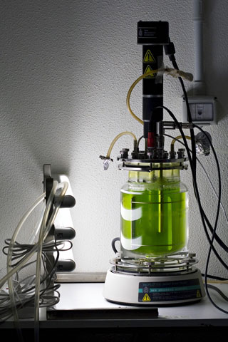 A bioreactor on a lab bench growing algae.