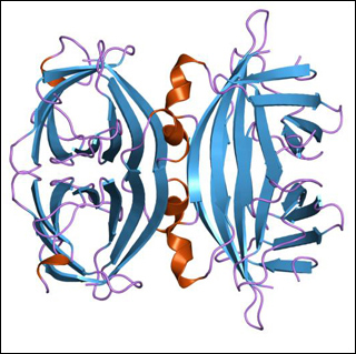 A model of the protein Avidin. In its tetrameric form, avidin is estimated to be between 66–69 kDa in size.