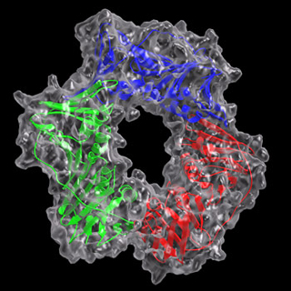 Predicted 3-D structure of the Rad checkpoint complex.