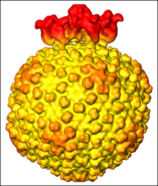 An illustration of the structure of the Salmonella bacteriophage epsilon15.