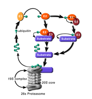 Schematic of the ubiquitin-proteasome system.