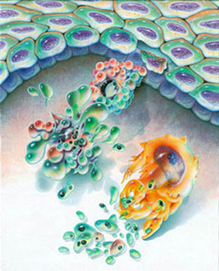 An artists rendering of the cell death process known as apoptosis.