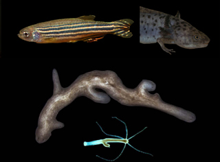 Four animals that can regenerate: zebrafish, salamander, planarian, and hydra.