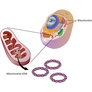 an image showing a cell with its organelles, a larger view of the mitochondria, and circular molecules of mitochondrial DNA.
