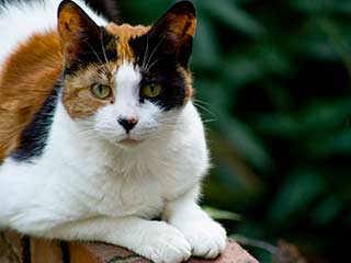 A calico cat, with orange, black, and white markings, sitting on a brick wall with a garden in the background.