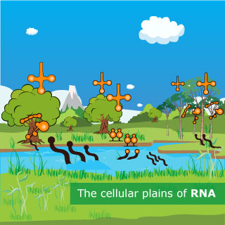 An illustration of a landscape populated with different shapes representing RNA molecules.