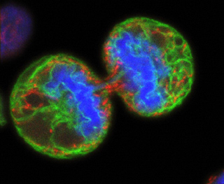Two cells, nearly separated, with green, blue, and red stains.