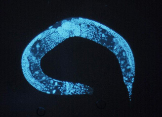 a photograph showing a close-up view of a microscopic worm, called C. elegans, shaped like a semi-circle and stained bright blue.