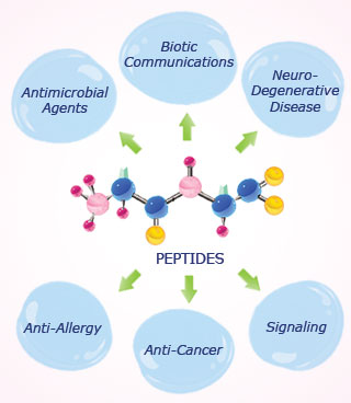 A diagram showing the general structure of a peptide molecule in the center, with arrows pointing outwards to circled words meant to show the many applications of peptides, from anti-cancer to antimicrobial agents.