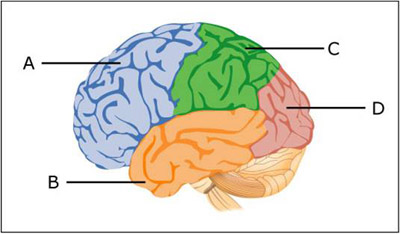 A multi-colored illustration showing the side-view of a brain with regions labeled A through D.
