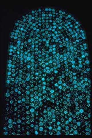 An art exhibit of agar plates cultured with bioluminescent bacteria.