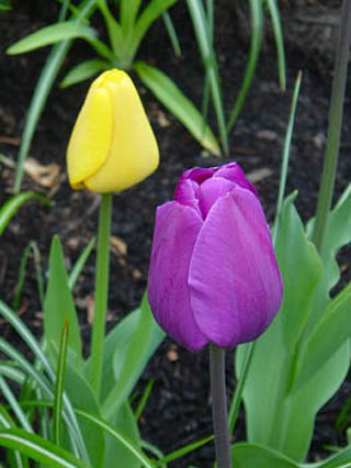 Purple tulip in foreground, yellow tulip in background.