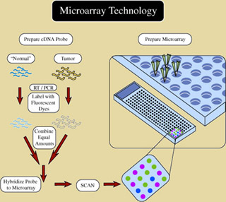 Illustration showing basic steps used in microarray technology.