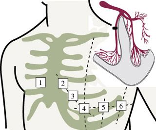 Schematic cutaway of human heart and torso.