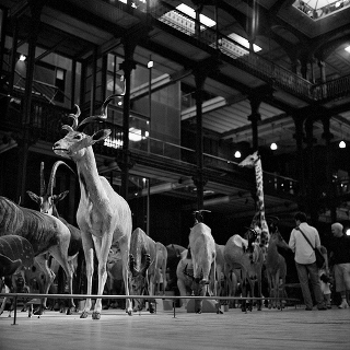 Black and white photo of preserved gazelles, antelopes, giraffes, and other savannah fauna, crowded together behind a low railing in a vast gallery hall.