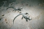 Two gray iguanas, covered in sand, walk on a large smooth rock at night.