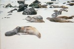 A dozen seals, ranging from light brown to gray, lie on a white sandy beach.