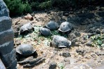 6 large tortoises sit among green leaves and rocks behind a wall.