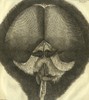 Drawing of the head of a housefly, highlighting the eye's compound structure.