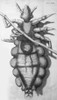 Drawing of a louse, underside, shown grasping a hair.