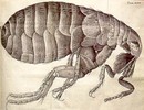 Drawing of a flea, side view.