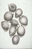 Drawing of several different seeds.