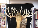 The vest hangs on a mannequin torso, with black ragged fur on the right, leopard fur on the left, and brown suede around the collar. The antlers extend from shoulder to shoulder, out to ~2'.