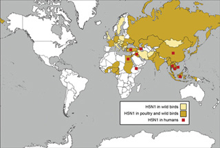World map showing locations of avian flu cases.