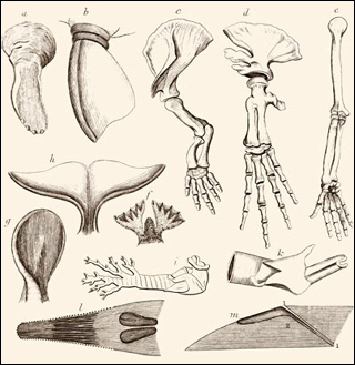 An illustration from a natural history book on whales, showing the comparative anatomy across species, including dugong and bowhead whales.