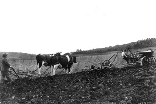 Photo of tractor and plow, in front of oxen pulling a plow.